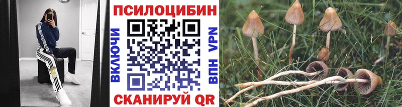 как найти   Малая Вишера  блэк спрут ссылки  Галлюциногенные грибы MAGIC MUSHROOMS 